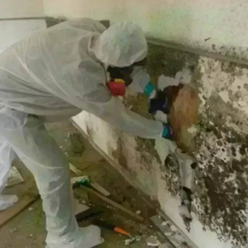 Mold Remediation and Removal in Suisun, CA